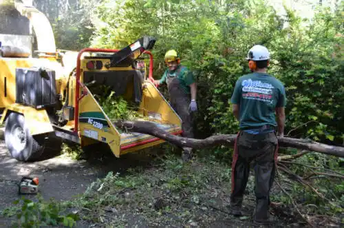 tree services Knights Landing